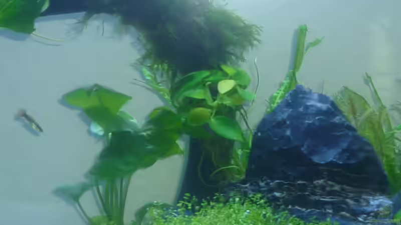 Pflanzen im Aquarium Wilderstrand von Stefan Rohland (6)