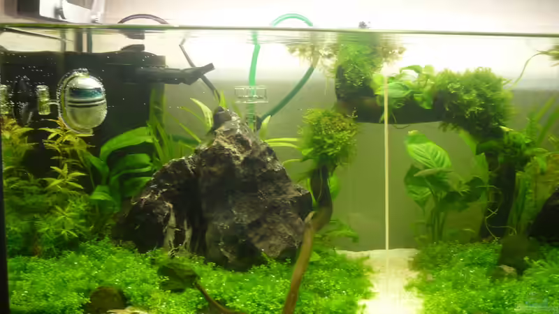 Pflanzen im Aquarium Wilderstrand von Stefan Rohland (9)