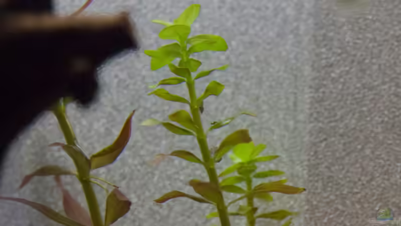 Pflanzen im Aquarium Wirbellose Wohnzimmerdeko von GoreSlayer (11)