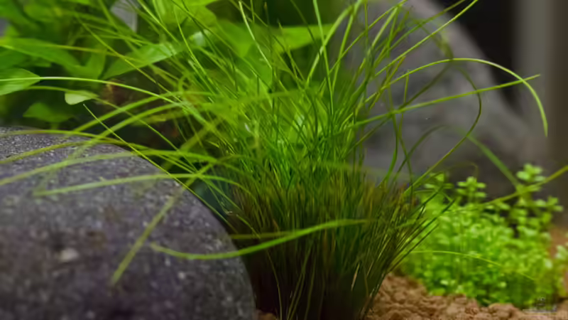 Pflanzen im Aquarium Wirbellose Wohnzimmerdeko von GoreSlayer (6)