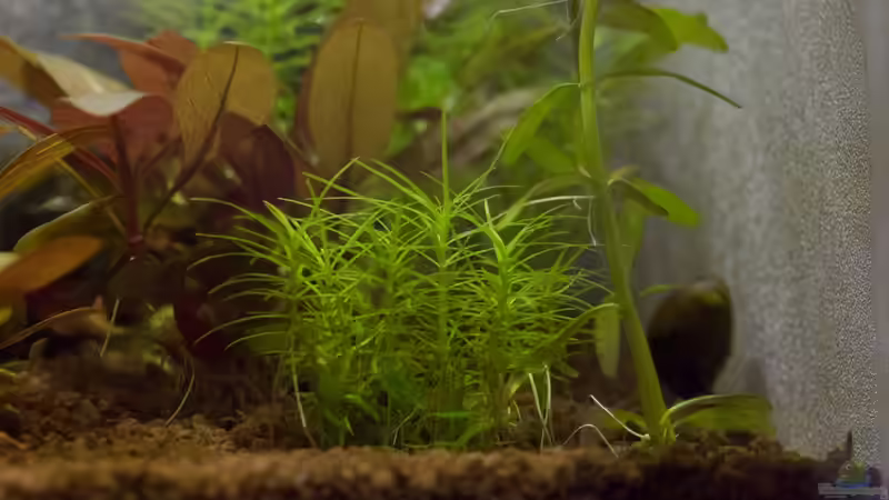 Pflanzen im Aquarium Wirbellose Wohnzimmerdeko von GoreSlayer (7)