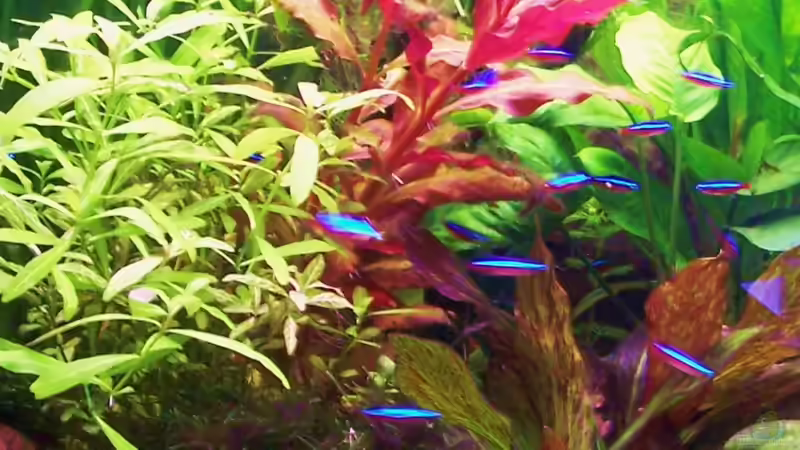 Pflanzen im Aquarium Wohnzimmeraquarium Süsswasser von Peter & Sandra (8)