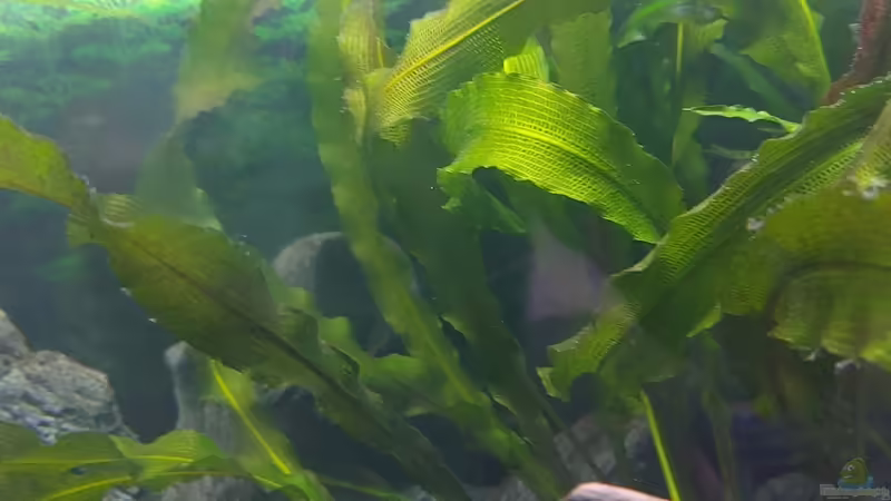 Pflanzen im Aquarium Wohnzimmeroase 2.0 ab Juni 2025 von ErfurtOldy (10)