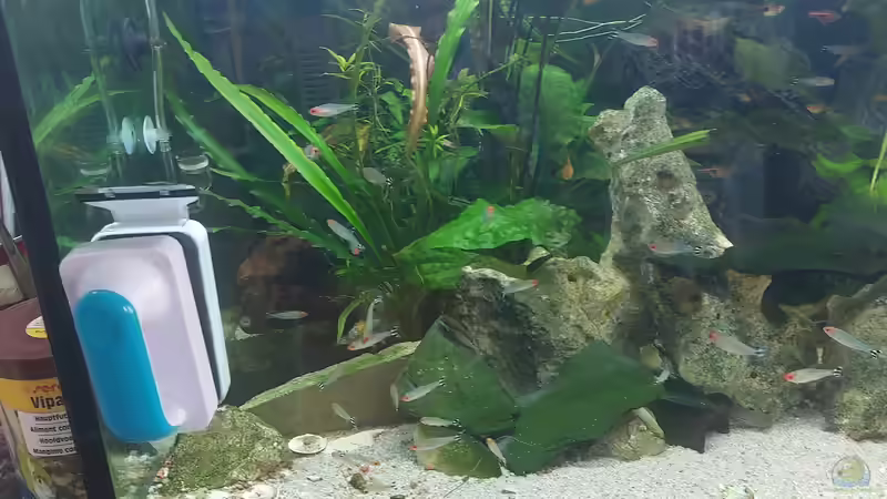 Pflanzen im Aquarium Wohnzimmeroase 2.0 ab Juni 2025 von ErfurtOldy (12)