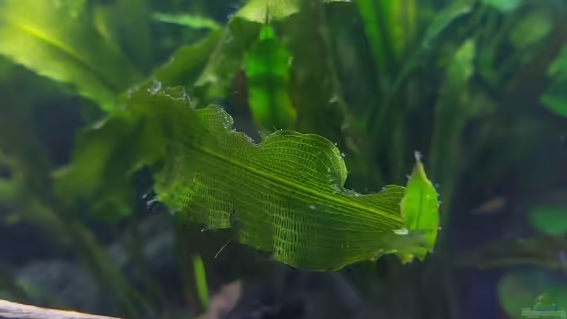 Pflanzen im Aquarium Wohnzimmeroase 2.0 ab Juni 2025 von ErfurtOldy (9)