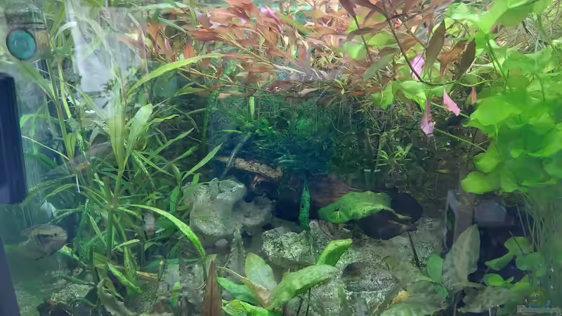 Pflanzen im Aquarium Wohnzimmeroase bis 04/2025 von ErfurtOldy (53)