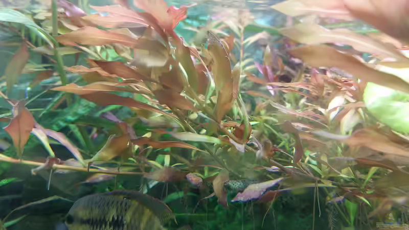 Pflanzen im Aquarium Wohnzimmeroase bis 04/2025 von ErfurtOldy (57)