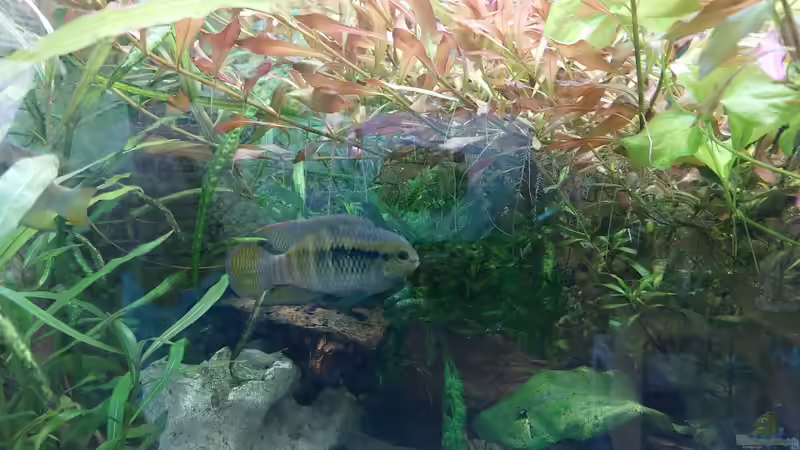 Pflanzen im Aquarium Wohnzimmeroase bis 04/2025 von ErfurtOldy (58)