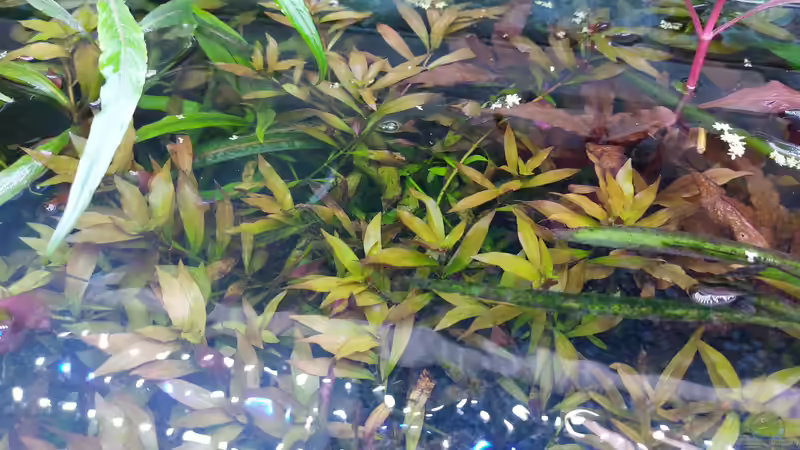 Pflanzen im Aquarium Wohnzimmeroase bis 04/2025 von ErfurtOldy (59)
