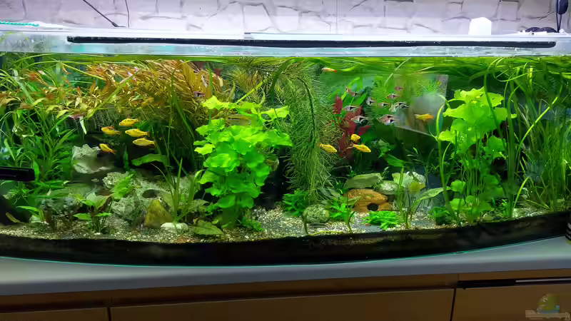 Pflanzen im Aquarium Wohnzimmeroase bis 04/2025 von ErfurtOldy (60)