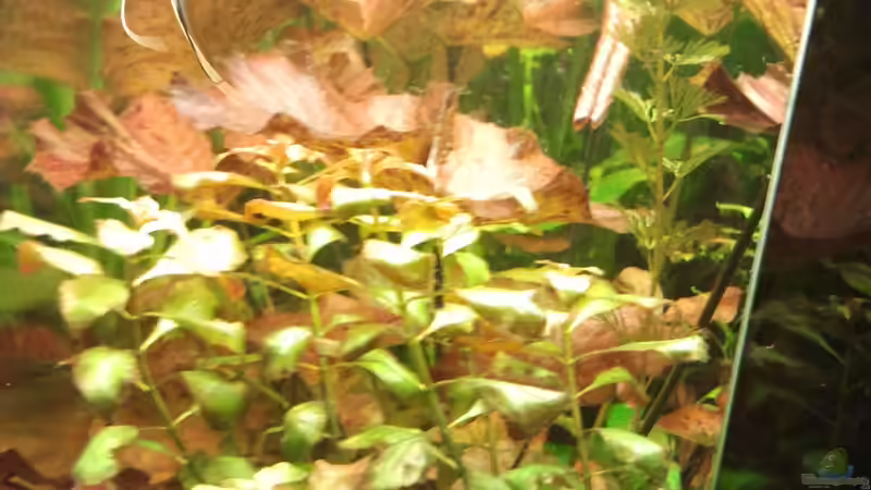 Pflanzen im Aquarium Wohnzimmeroase von Zebraschecke (18)