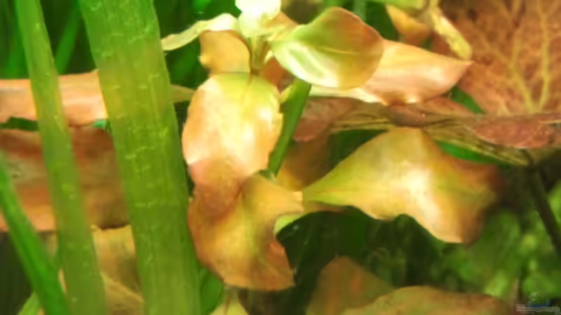 Pflanzen im Aquarium Wohnzimmeroase von Zebraschecke (19)