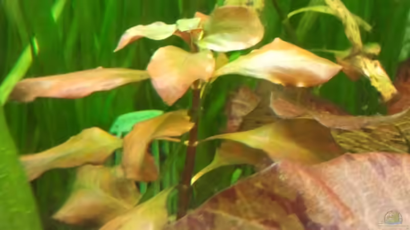 Pflanzen im Aquarium Wohnzimmeroase von Zebraschecke (20)