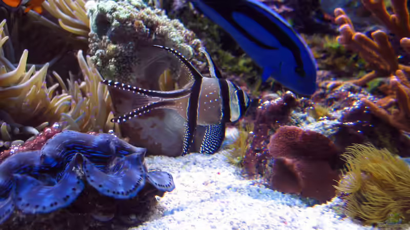 Pflanzen im Aquarium Wohnzimmerriff von MartinS (23)