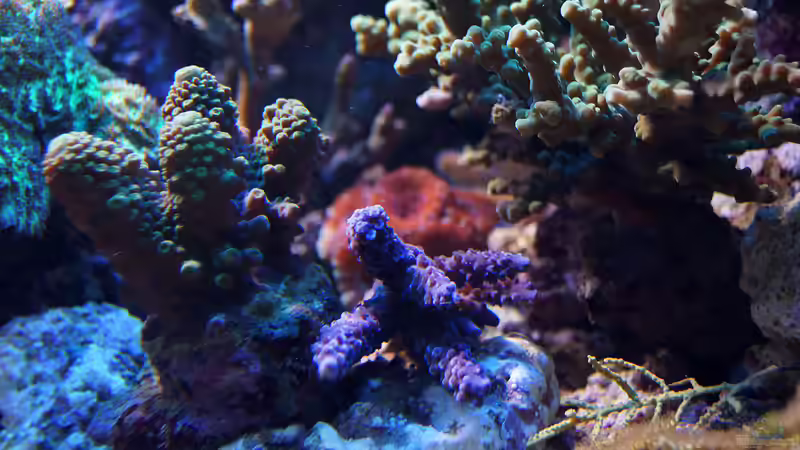 Pflanzen im Aquarium Wohnzimmerriff von MartinS (25)