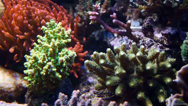 Pflanzen im Aquarium Wohnzimmerriff von MartinS (27)