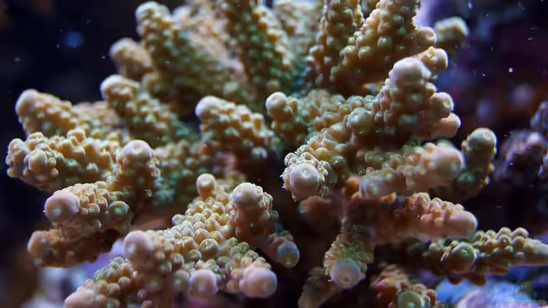 Pflanzen im Aquarium Wohnzimmerriff von MartinS (28)