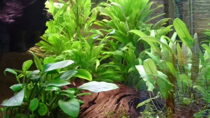 Pflanzen im Aquarium Wood world (nur noch als Beispiel) von Michael Z. (10)