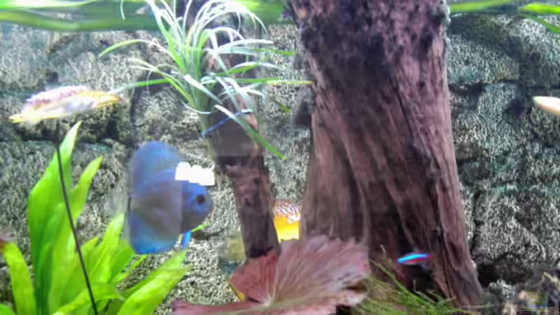 Pflanzen im Aquarium World of Dreams  (besteht nicht mehr) von Don Jupp (6)