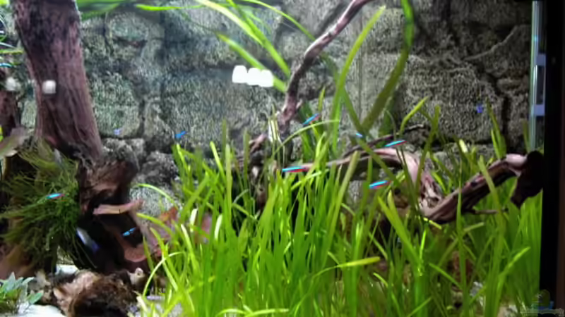 Pflanzen im Aquarium World of Dreams  (besteht nicht mehr) von Don Jupp (7)