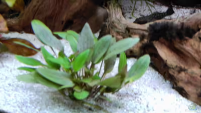 Pflanzen im Aquarium World of Dreams  (besteht nicht mehr) von Don Jupp (8)