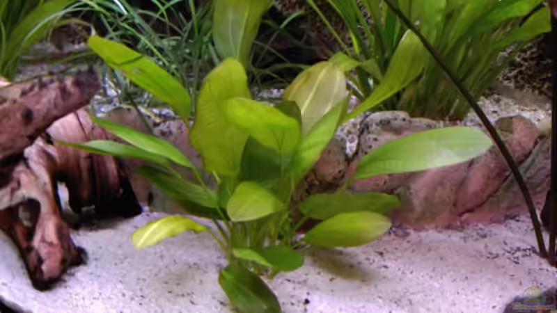 Pflanzen im Aquarium World of Dreams  (besteht nicht mehr) von Don Jupp (9)