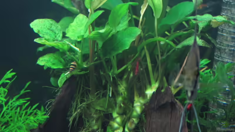 Pflanzen im Aquarium WT 詠 ewiger Frühling von Sarah (25)