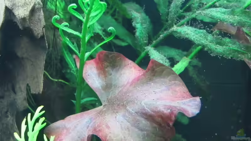 Pflanzen im Aquarium WT 詠 ewiger Frühling von Sarah (26)