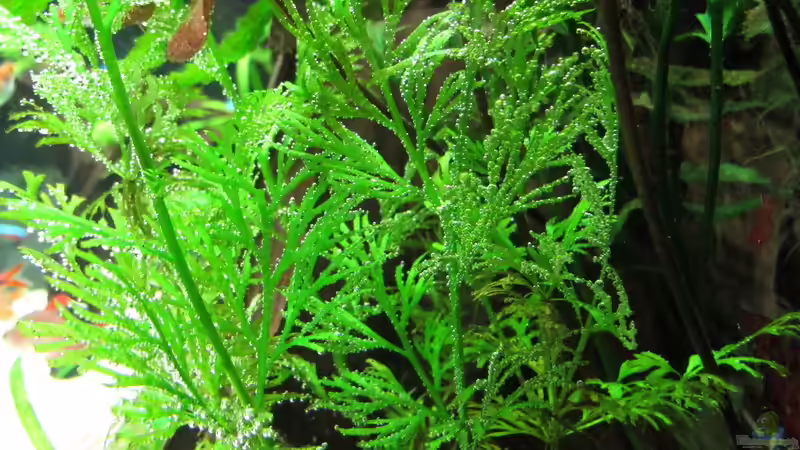 Pflanzen im Aquarium WT 詠 ewiger Frühling von Sarah (28)
