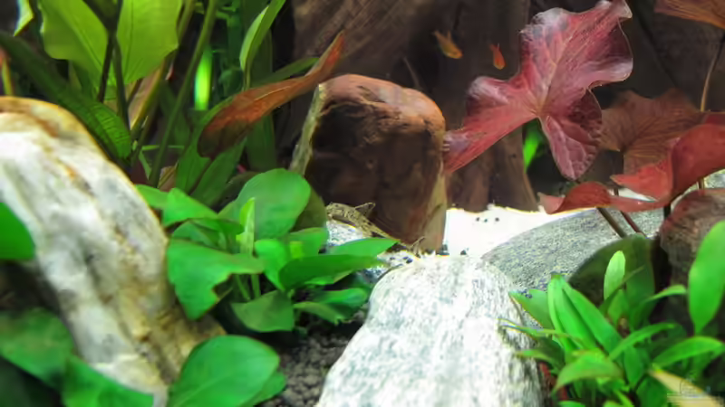 Pflanzen im Aquarium WT 詠 ewiger Frühling von Sarah (33)