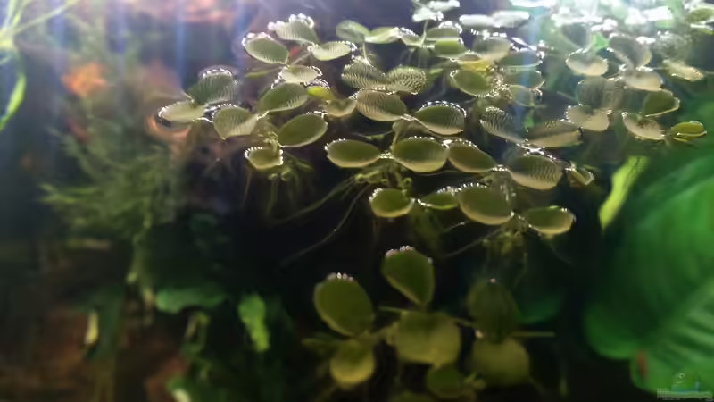 Pflanzen im Aquarium Wurzel Versteck von PanzerwelsFan (7)