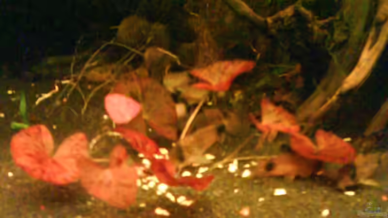 Pflanzen im Aquarium Wurzelimperium-nur noch als beispiel von LaEy (5)