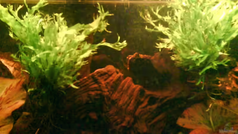 Pflanzen im Aquarium Wurzelimperium-nur noch als beispiel von LaEy (6)
