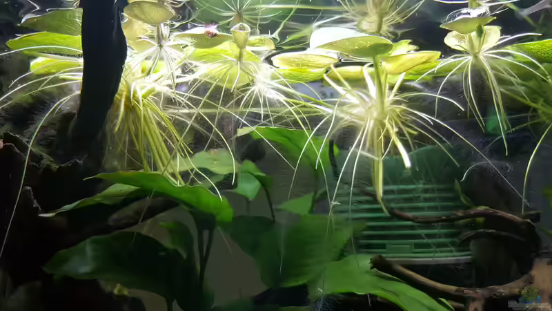 Pflanzen im Aquarium Wurzelwald von Krabbi (2)