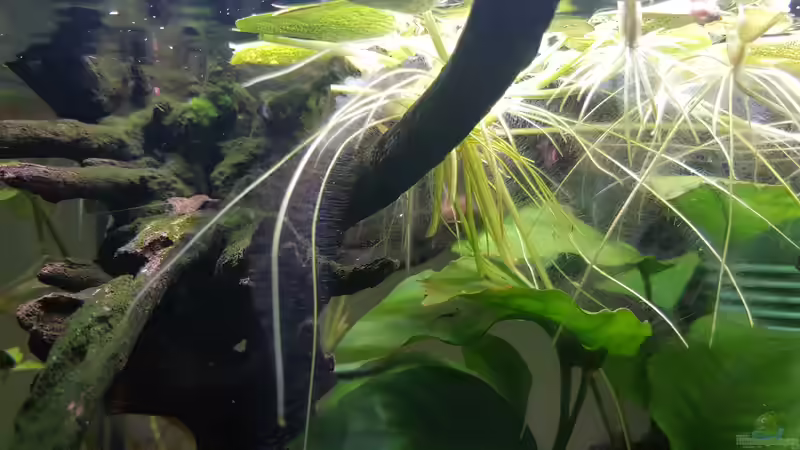 Pflanzen im Aquarium Wurzelwald von Krabbi (4)