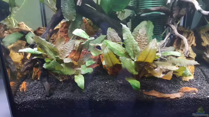 Pflanzen im Aquarium Wurzelwald von Krabbi (6)