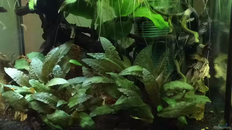 Pflanzen im Aquarium Wurzelwald von Krabbi (8)