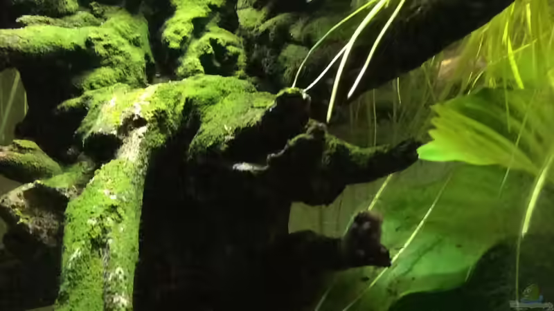 Pflanzen im Aquarium Wurzelwald von Krabbi (9)