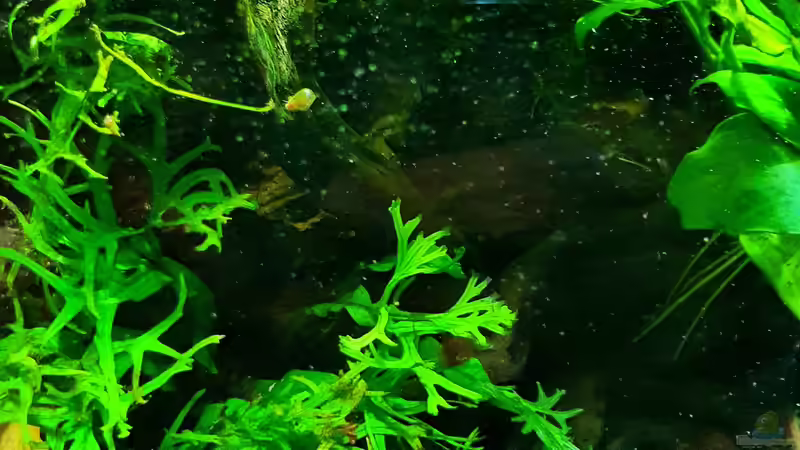 Pflanzen im Aquarium Wurzelwald von Markus Praher (4)