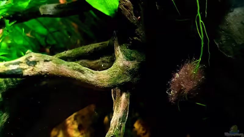 Pflanzen im Aquarium Wurzelwald von Markus Praher (5)