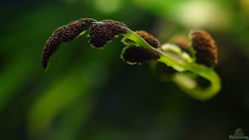 Pflanzen im Aquarium Wurzelwerk von Micha... (26)