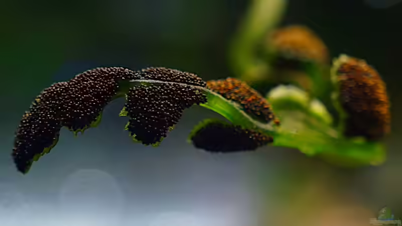 Pflanzen im Aquarium Wurzelwerk von Micha... (27)