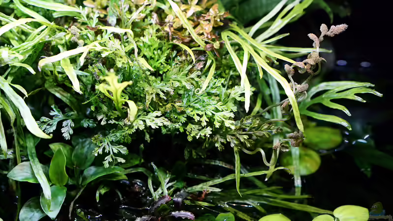 Pflanzen im Aquarium Wurzelwerk von Micha... (29)