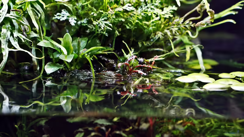 Pflanzen im Aquarium Wurzelwerk von Micha... (30)