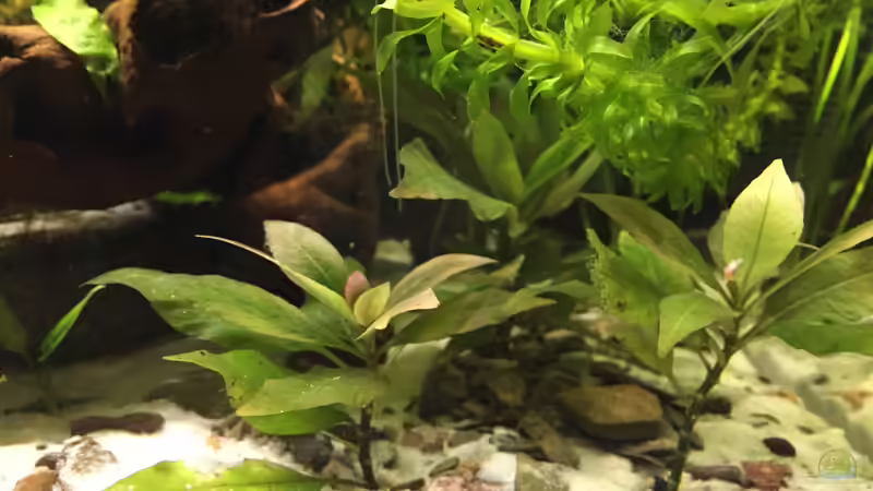 Pflanzen im Aquarium Wuselbecken &quot;Asiastyle&quot; -aufgelöst- von Fäbi_CH (21)