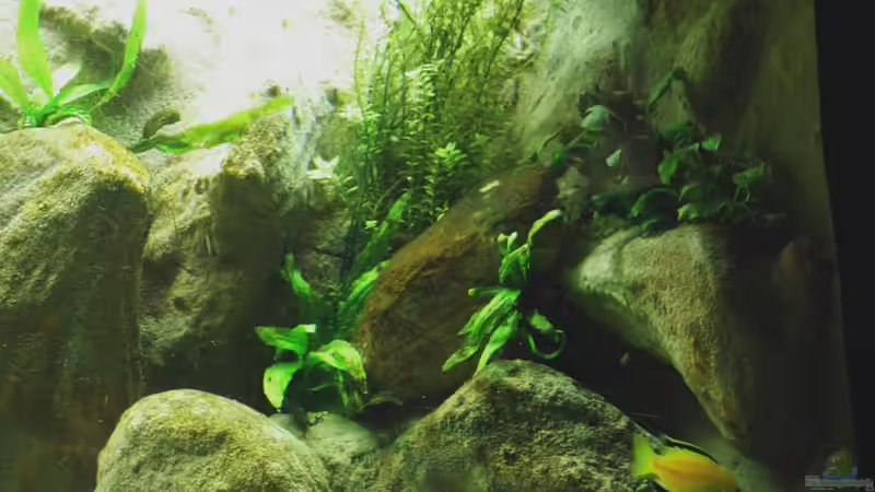 Pflanzen im Aquarium Yellowhome von Franek (17)