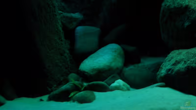 Pflanzen im Aquarium Yellowhome von Franek (19)