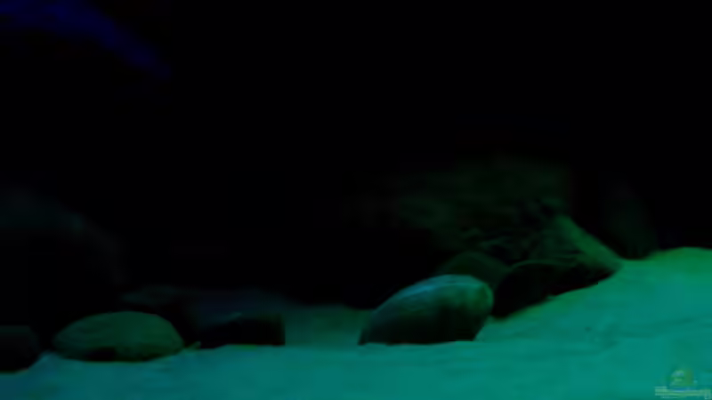 Pflanzen im Aquarium Yellowhome von Franek (20)