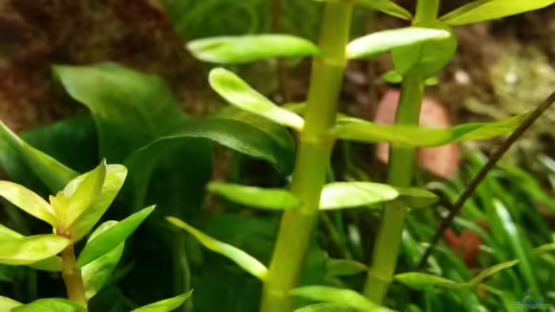 Pflanzen im Aquarium Zen Artist von Hanni Zosel (11)