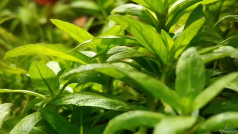 Pflanzen im Aquarium Zen Artist von Hanni Zosel (12)